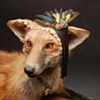 Foxxxy