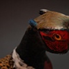 Pheasant, closed mount
