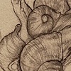 Radula II