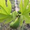 Fig Leaves