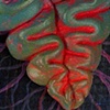 Convoluted Heart