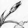 Orchid Drawing