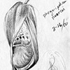 Orchid bud_01