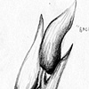 Orchid Bud