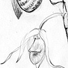 Orchid Bloom_03
