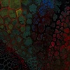 Phosphene Carnival