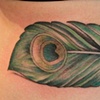 Peacock Feather