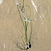 Seaweed Necklace
