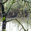Juxtaposed Mossy Branches