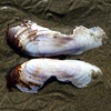 Butterfly Shell