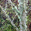Mossy Tree