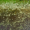 Mossy Sidewalk