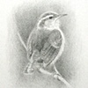 "Carolina wren"