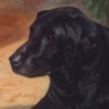"Salty Dog"
