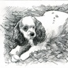 "Paws" sketch #1