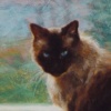 "Rebok"