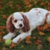 finished portrait of "Paws"