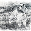 "Paws" sketch #4