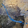 Zig Zag Blue