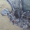 Here Be Dragons (detail)