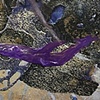 Zig Zag Purple