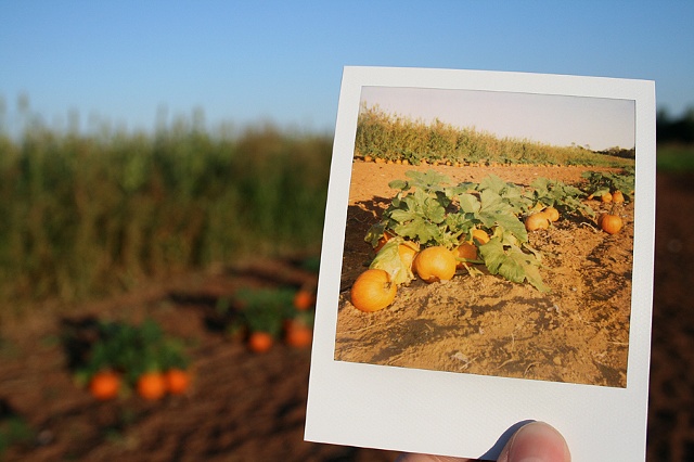 polaroid pumpkin patch newcastle oklahoma