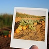 TG Farms Pumpkin Patch