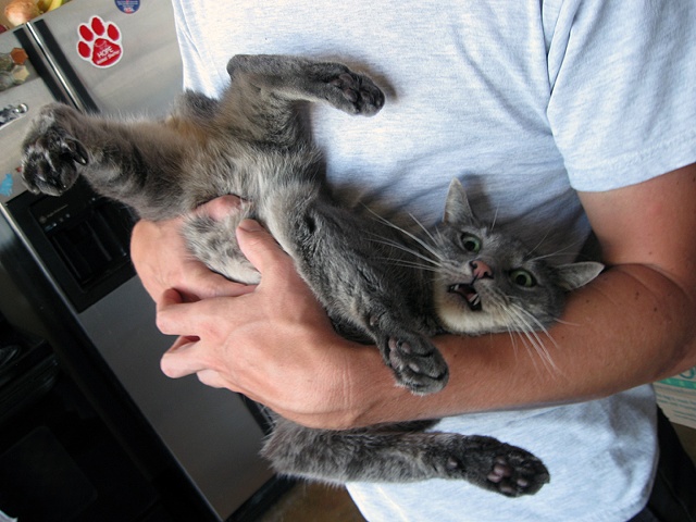 Ongoing Collaboration with My Cat to Create an Image that Hopefully Becomes an Internet Meme 