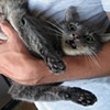 Ongoing Collaboration with My Cat to Create an Image that Hopefully Becomes an Internet Meme 