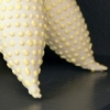 Curio Detail