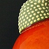 Object #1, Specimen Series