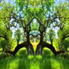 Heart of the Meadow