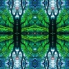 the Earth Dreams with Trees