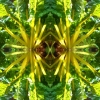 Sunstems
