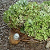 Outside the nest with hydrangeas