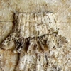 Aunt Alice Study I