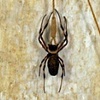 Hanging Study l