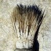 Lathering Study I