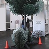 Digital Flora, Tree & Bushes
