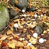 Golf Ball Mushrooms
