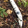 Camo Birch