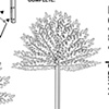 Digital Flora, Palm, Instructions