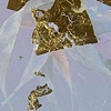 Goldenwasteland