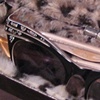 Custom Eyeglass Case #1