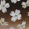 The Dogwoods