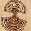 CURIO