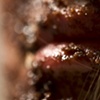 Crumbles