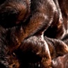 Pelt 
