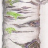 graphic project for the bark