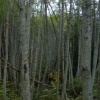 dark forest